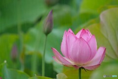 雨に唄えば