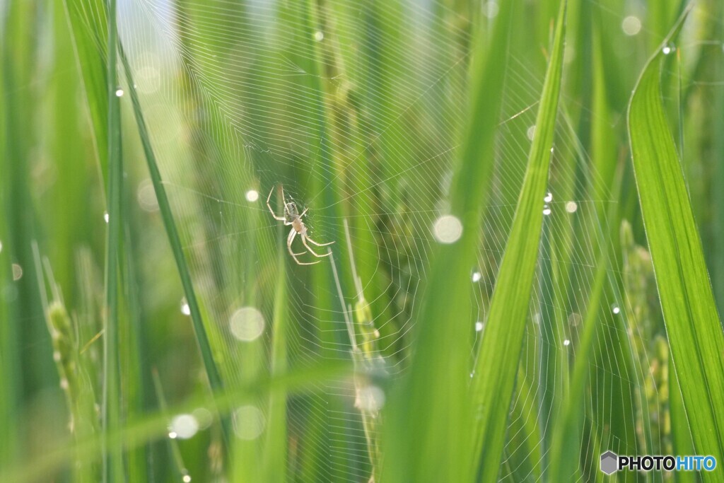 朝の田んぼにて 1/2