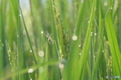 朝の田んぼにて 1/2