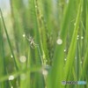 朝の田んぼにて 1/2