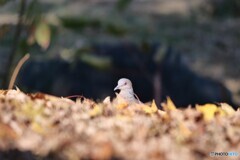 落ち葉の中からひょっこりと