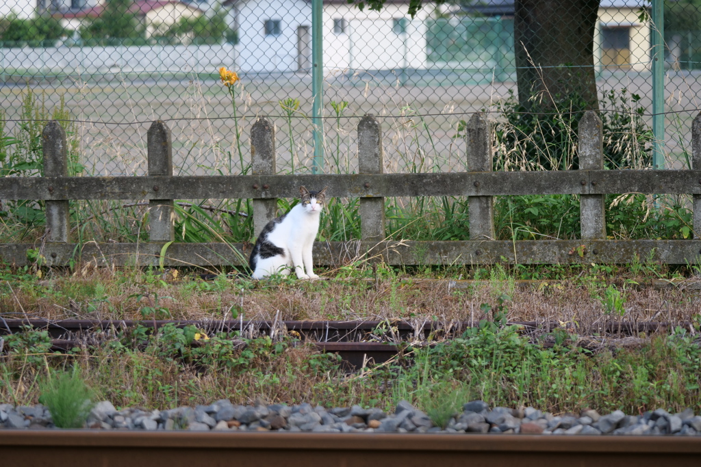 散歩の途中