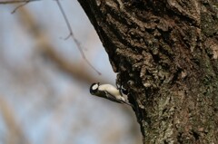 オーバーハングを登ります