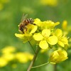 菜の花にミツバチさん