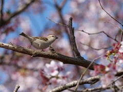 朝散歩での出会い