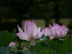 蓮