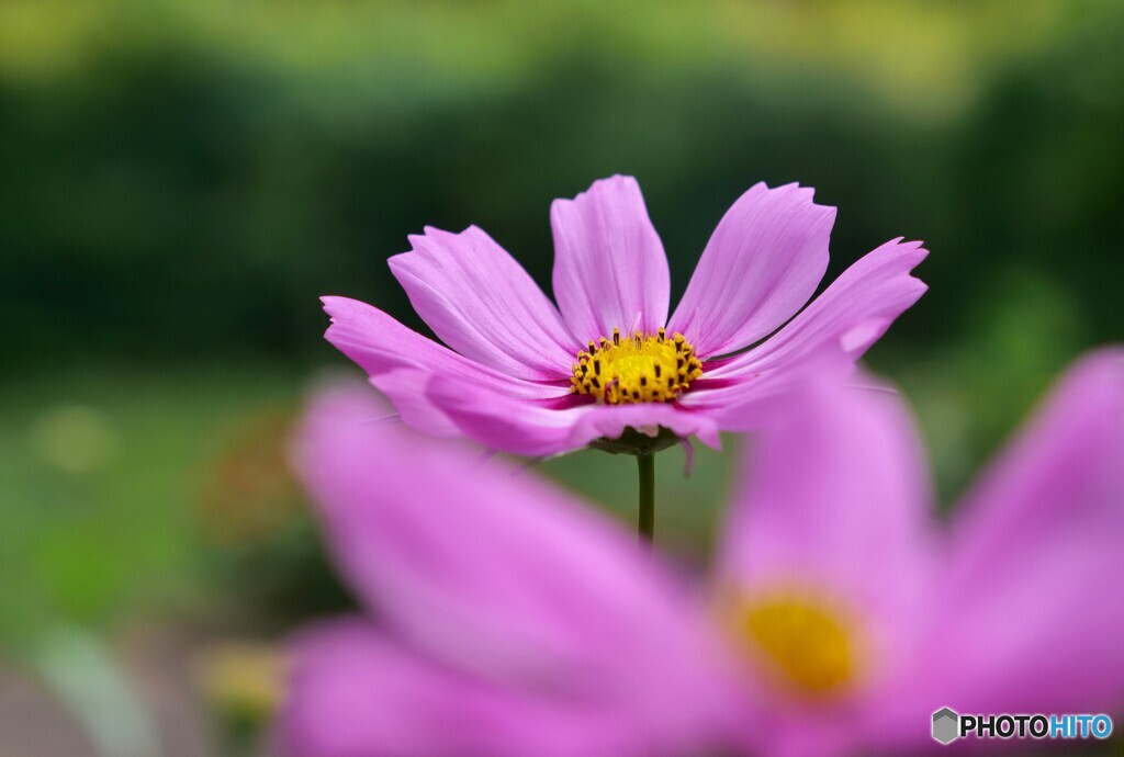 公園の花たち 2