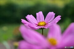 公園の花たち 2