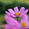 公園の花たち 2
