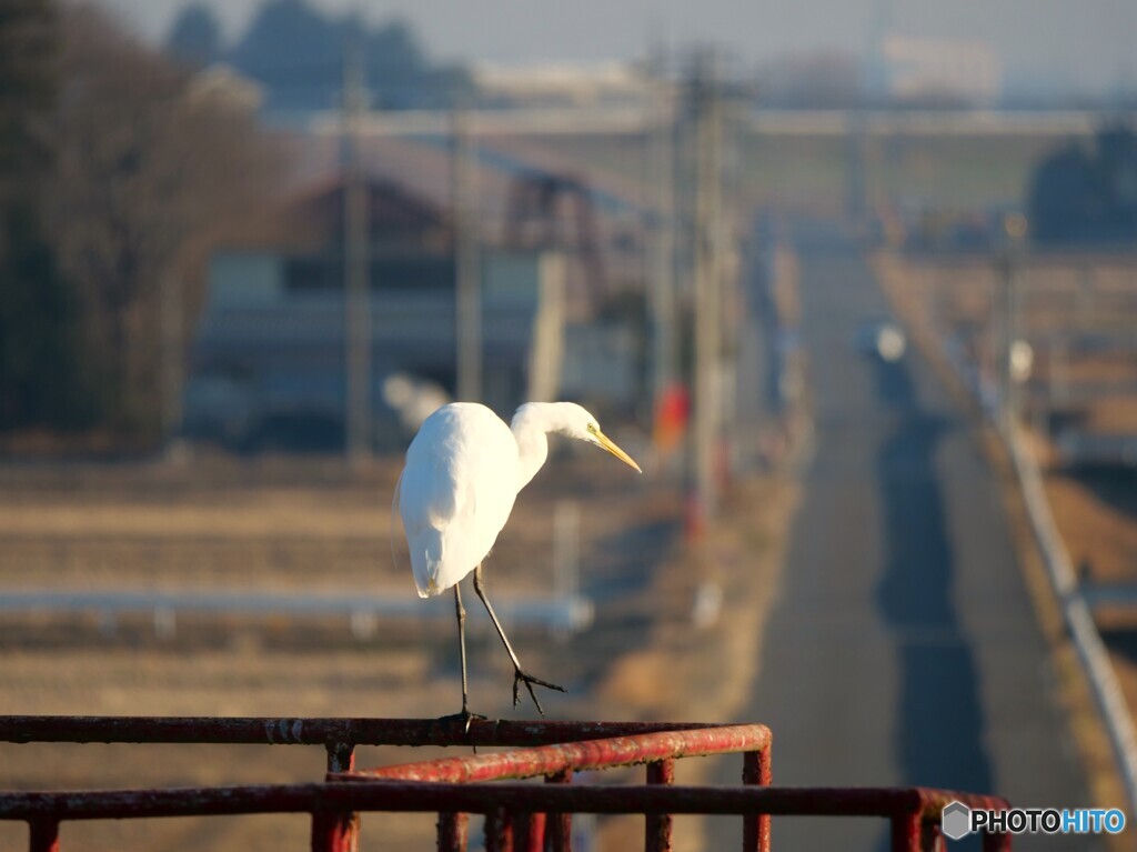 平均台