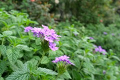 花壇の花