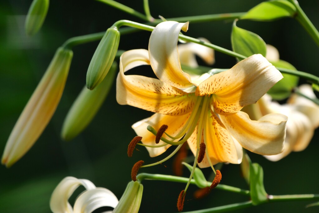 夏を醸し出す花 2/2