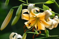 夏を醸し出す花 2/2
