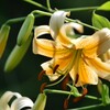 夏を醸し出す花 2/2