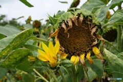 花の命は短くて