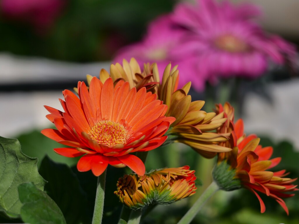 暖かな花