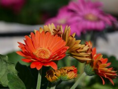 暖かな花