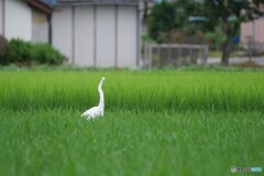白い鳥