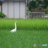 白い鳥
