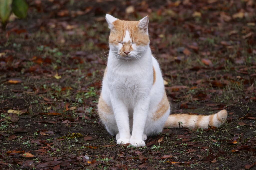 2025年の振返り 12/12