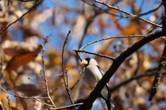 公園のイカルさん