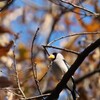 公園のイカルさん