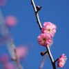 紅梅