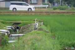サギのいる風景