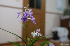小さくても大きな存在