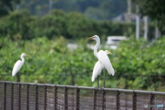 暑かりし日の記憶