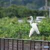 暑かりし日の記憶