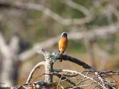 11月の野鳥