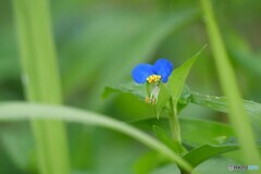 梅雨入り前のツユクサ