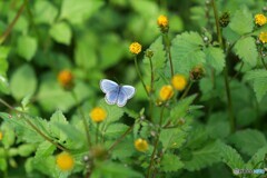 小さな花と可愛い蝶