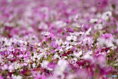 秋桜繚乱