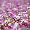 秋桜繚乱