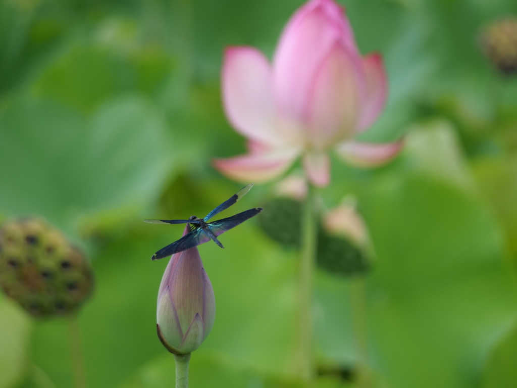 蓮と蝶蜻蛉