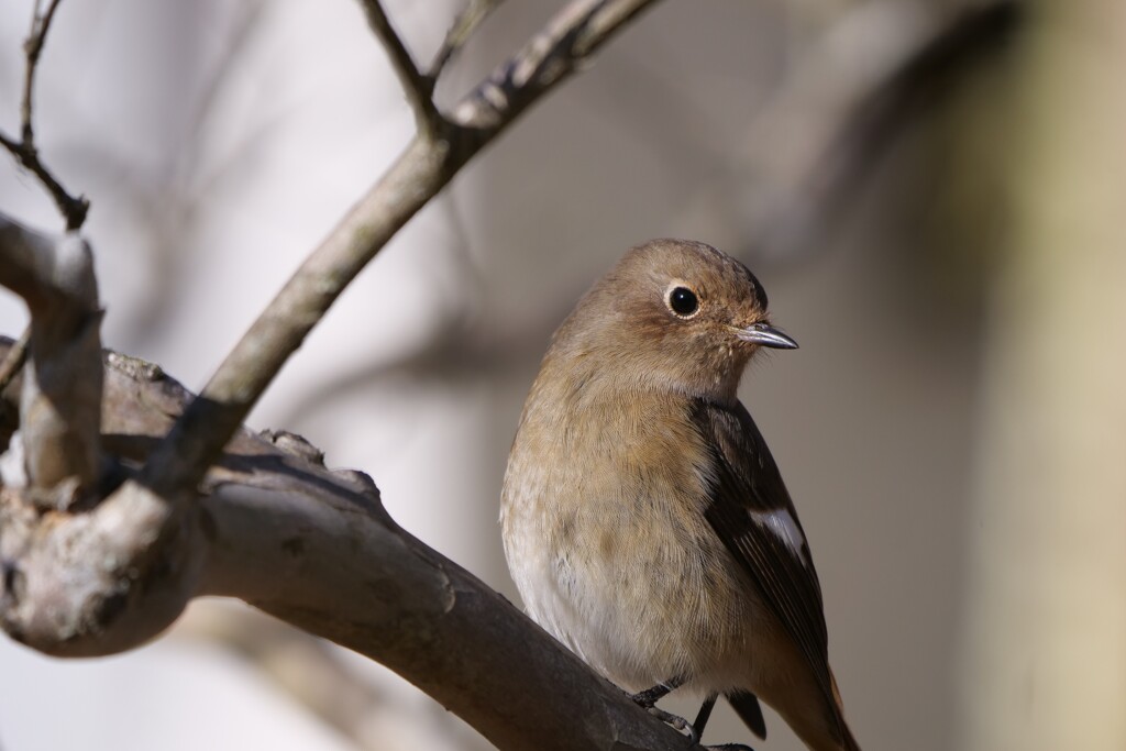 近くに来てくれました