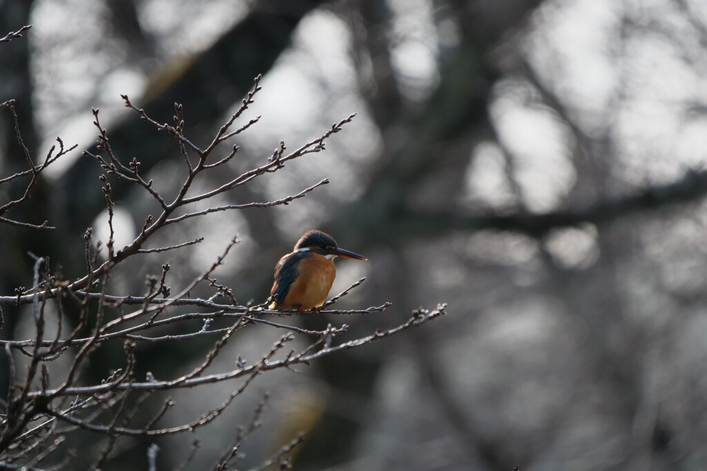 春を偲ぶ鳥