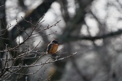 春を偲ぶ鳥