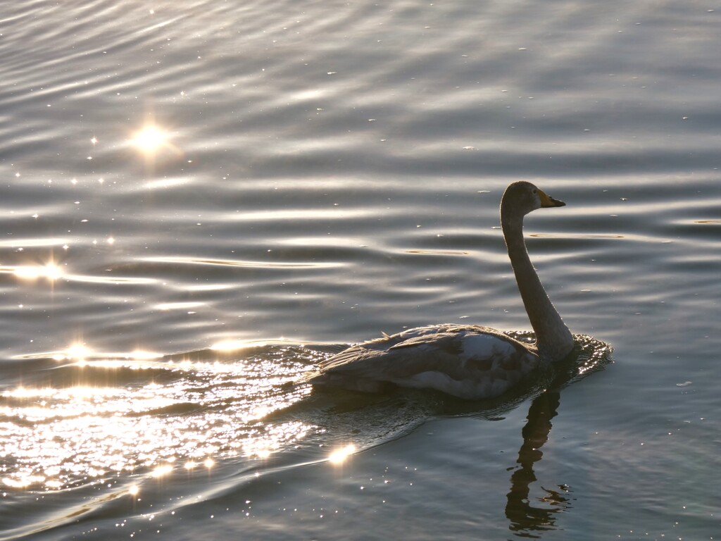 白鳥の航跡