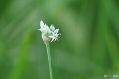 白き花