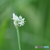 白き花