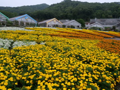 マリーゴールドの園