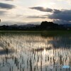 暮れゆく水田