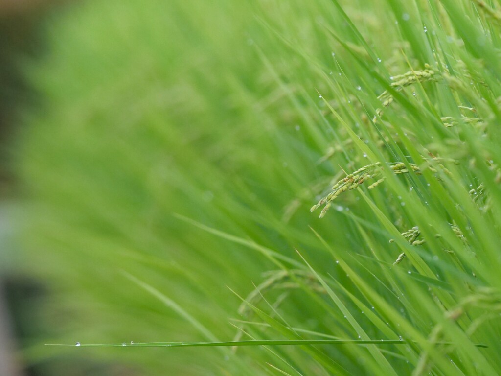 朝の散歩にて 4