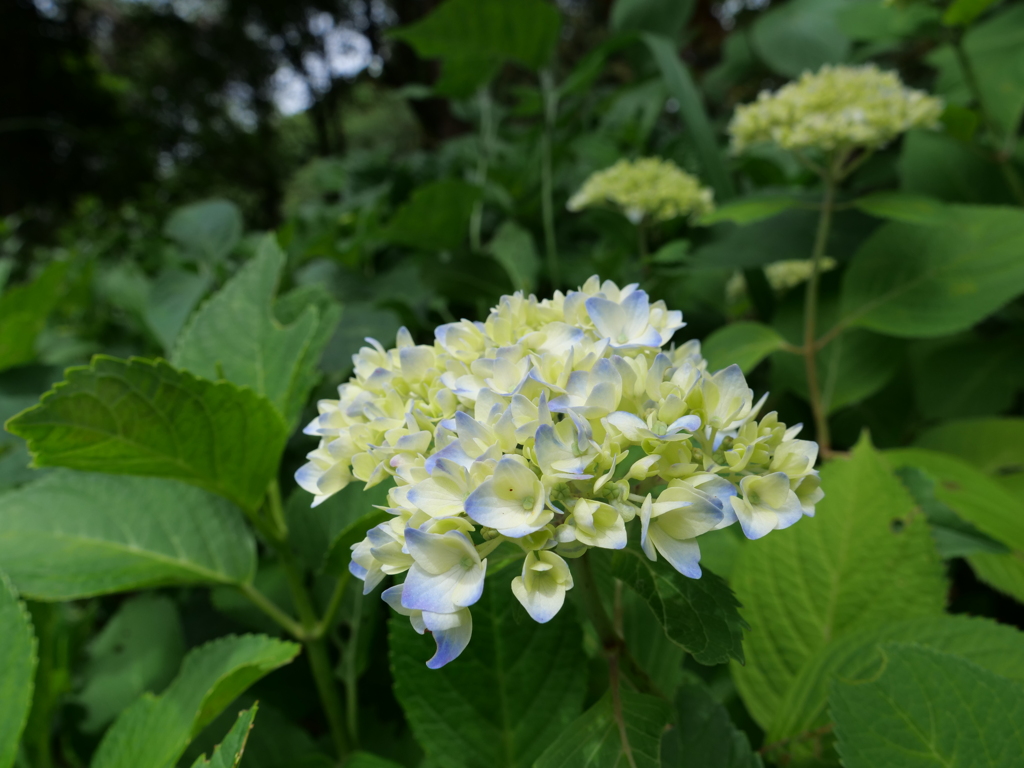 紫陽花