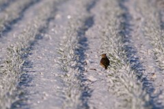 雪景色 