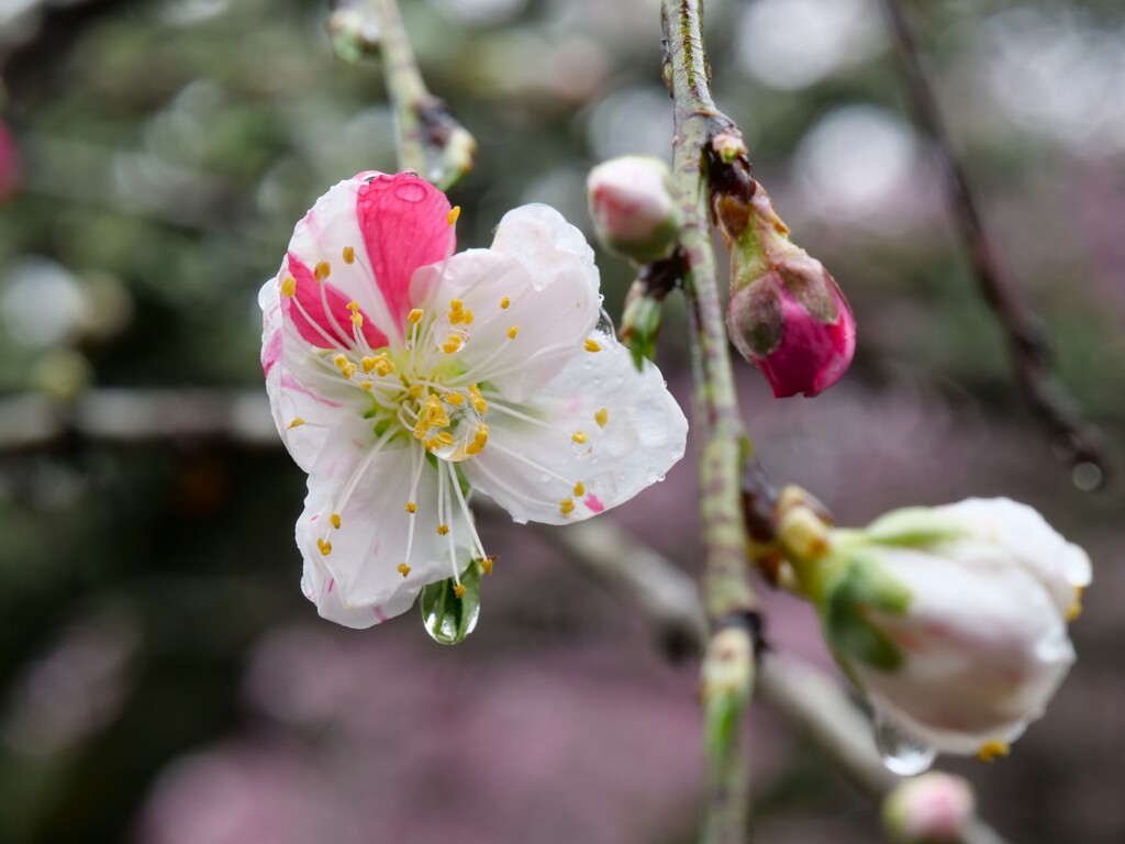 雨の日の源平桃