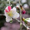 雨の日の源平桃